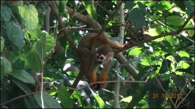 En argot, que désigne le mot "singe" ?