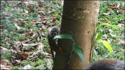 En 2015, une équipe de scientifiques découvre une nouvelle espèce de petits singes dans la forêt péruvienne, soyez attentifs et cliquez sur la bonne photo !