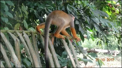 Au Moyen-âge, ST Louis aurait accordé aux montreurs de singes, le droit de ... pour passer le péage du Petit-Pont qui reliait L'île Notre-Dame au quartier St-Jacques à Paris !