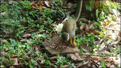 Ce n'est pas au ... que l'on apprend ...