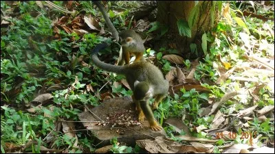 Qui a dit : N'imitez rien ni personne. Un lion qui copie un lion devient un singe ?