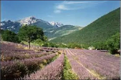 Nous passons à travers ces champs de lavande pour atteindre Chamaloc. Village Drômois, il se situe dans l'ancienne région ...