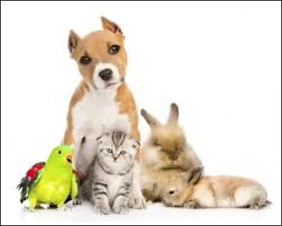 Le tiffany et une race de :