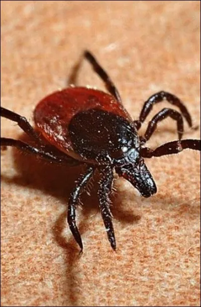 Comment la tique était-elle appelée autrefois ?