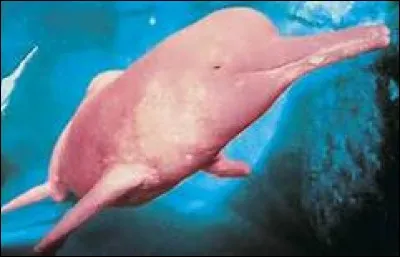 Quel est ce poisson cousin du dauphin ?