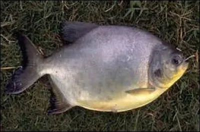 Quel est ce poisson ?