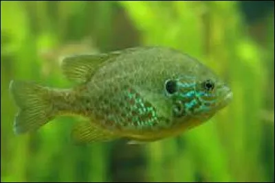 Quel est ce poisson aux belles couleurs considéré comme nuisible par beaucoup de pêcheurs ?