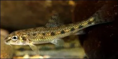 Quel est ce poisson méconnu qui vit dans nos lacs et nos rivières ?