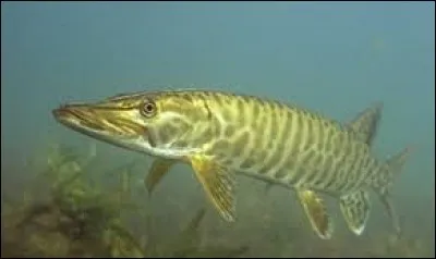 Quel est ce poisson caché entre les racines et les arbres morts ?