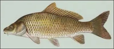 Quel est ce poisson presqu'inconnu prisé des pêcheurs de l'extrême ?