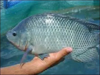 Quel est ce poisson du Nil Blanc apprécié pour son goût savoureux ?