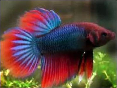 Quel est ce poisson exotique qu'on retrouve souvent dans nos aquariums ?