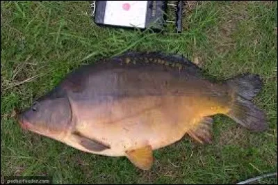 Quel est ce poisson ?