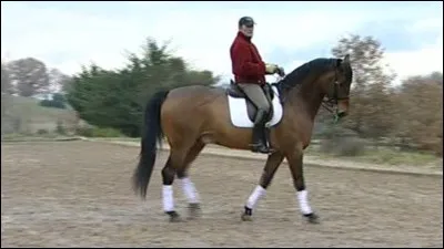 Soudain ton cheval "plie" l'encolure (voir ci-contre), tu demandes à une amie comment s'appelle se geste, elle te répond :