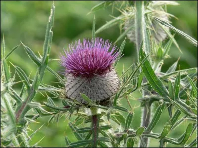 Comment se dit le symbole de l'équipe de rugby de l'Écosse, en gaélique (écossais) ?