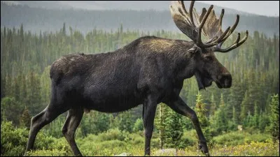 Quels animaux retrouve-t-on seulement au Canada ?