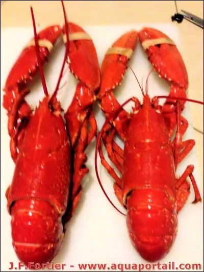 Quelle ville du Canada représente le plus les homards ?