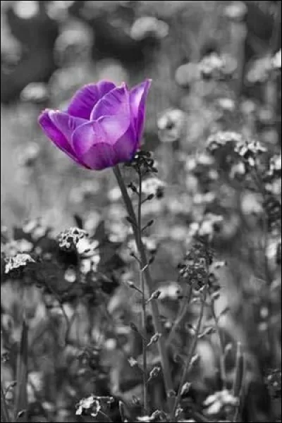 Quelle fleur était une fleur du mal dans le livre de Jörg Kastner dont l'action se situe en Hollande ?