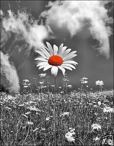 Dans lequel de ces romans, le personnage principal porte-t-il le nom de cette fleur ?