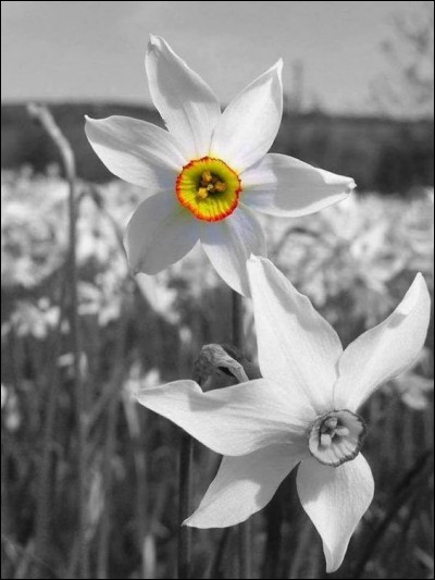 Que sont ces très jolies fleurs blanches qui fleurissent de mars à juin ?