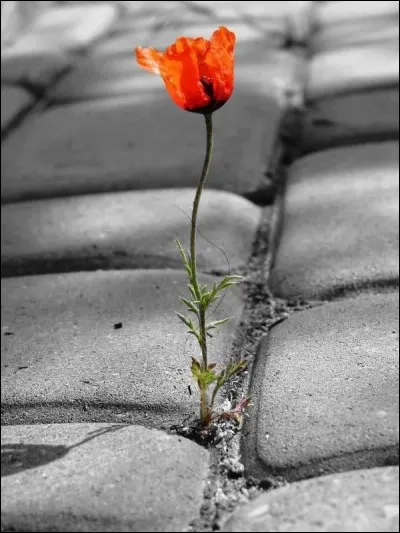 Quel chanteur, en 1969, semait des grains de pavots sur les pavés" ?