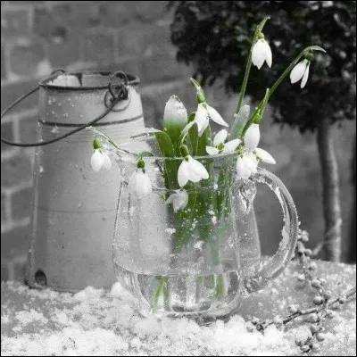 Le muguet est-il toxique ?