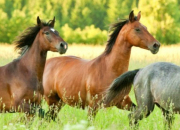 Test Quel cheval serait pour toi ?