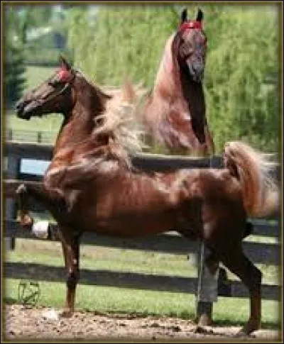 Ton cheval parfait serait :