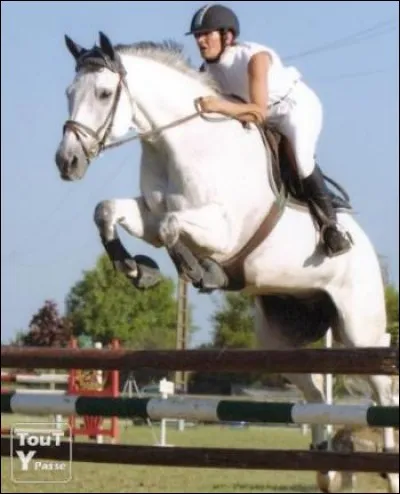 Ton cheval fait tomber toutes les barres, lorsque tu sautes un parcours :