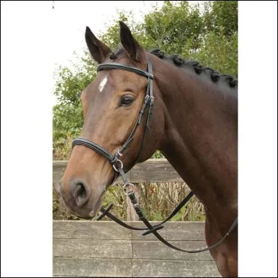 Quel est cet animal ?