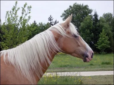 Quelle est la femelle du cheval ?