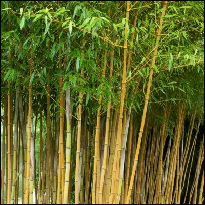 Que mange spécifiquement le panda ?