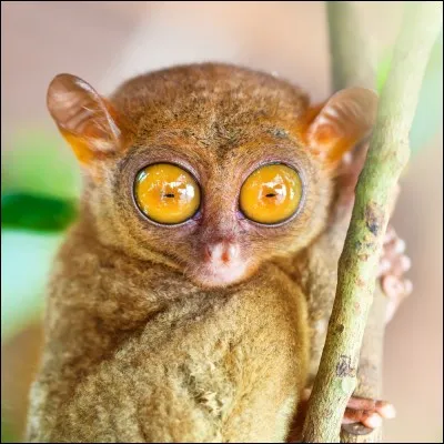 Quel est cet animal de la série "Les as de la jungle" ?