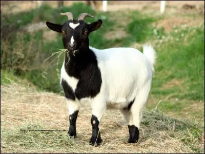 Quel est cet animal ?