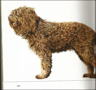 Ce chien a pour nom...