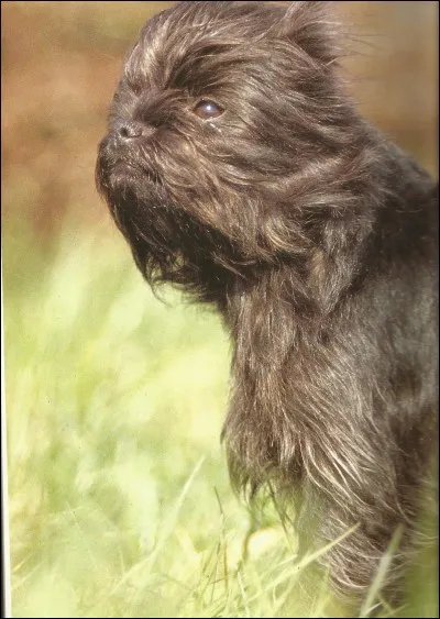 Ce drôle de chien est un...