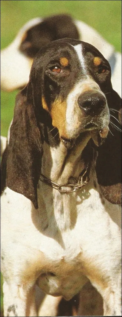 Ce chien bien de chez nous est un...