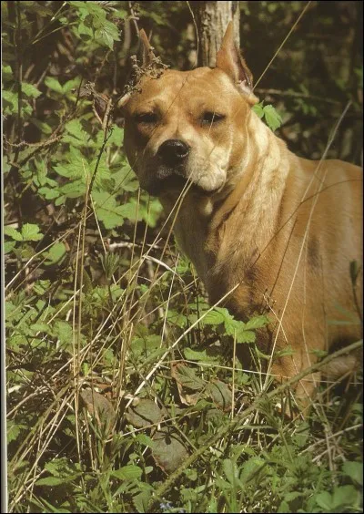 Celui-ci n'est pas de chez nous...