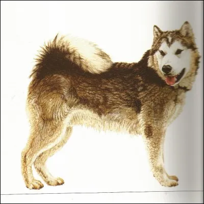 Ce dernier chien est un...