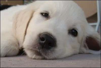 Quel est son nom en latin ?