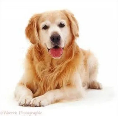 Quelle est la taille d'un golden retriever en moyenne ?