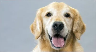 Pour quel travail le golden retriever n'est-il pas dressé ?