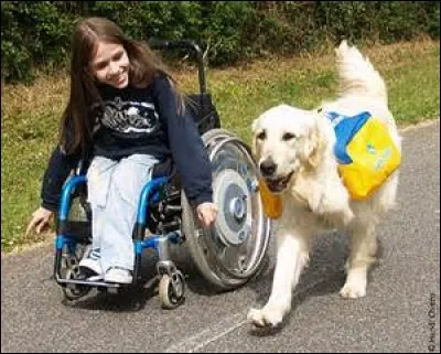 Les goldens retrievers sont utilisé aussi pour aider les personnes handicapées. Combien d'ordres sont-ils capables de retenir ?