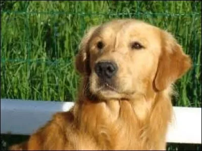 Quel est le pays d'origine du golden retriever ?
