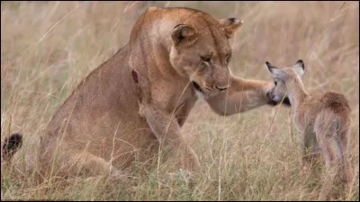 Aimes-tu les animaux ?