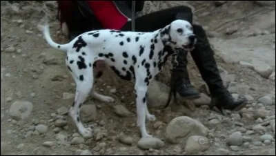 Comment s'appelle le chien d'Archie ?