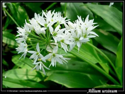 Apprécié en Provence, il est la cause de renvois.