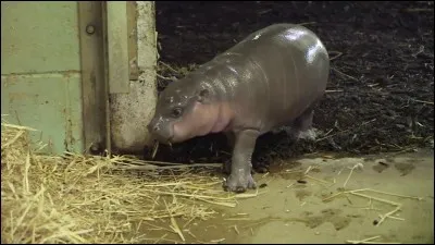 À la naissance, combien un bébé hippopotame pèse-t-il environ ?
