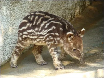 À la naissance, combien un bébé tapir pèse-t-il environ ?