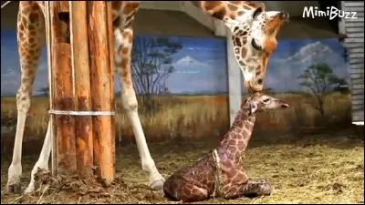 À la naissance, combien un bébé girafe pèse-t-il environ ?